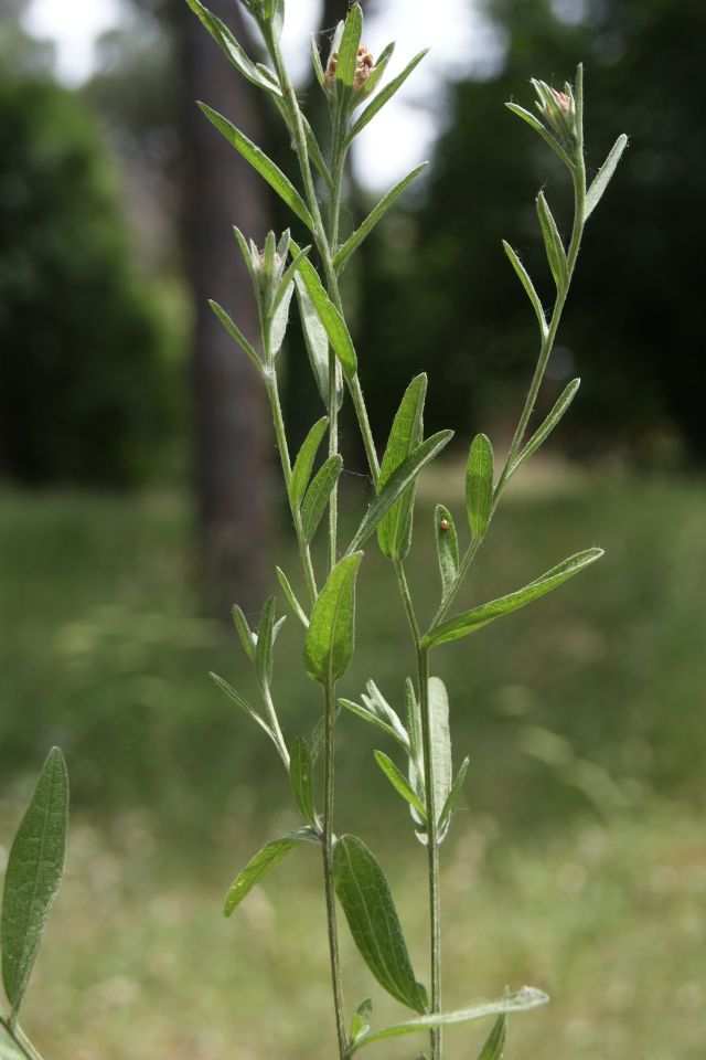 Centaurea jacea